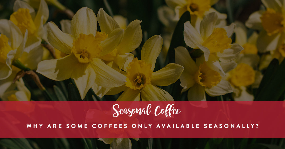 Why are Some Coffees Only Available Seasonally?