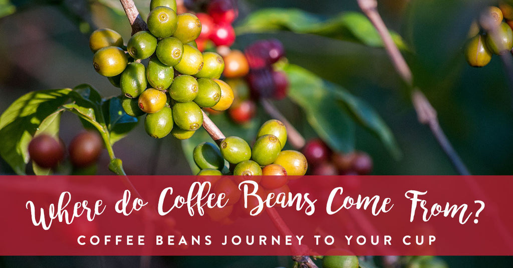 Where do coffee beans come from?
